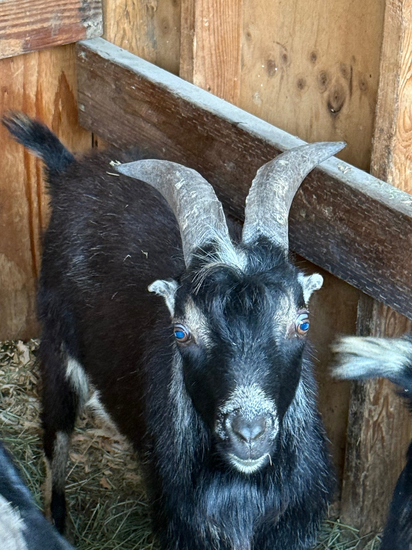 Goat-5