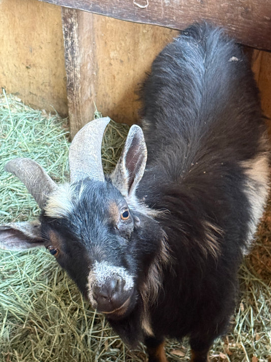 Goat-6