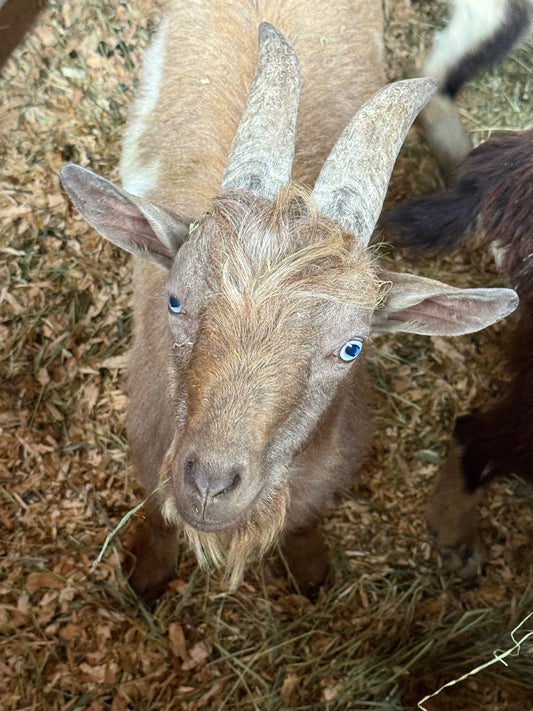 Goat-1