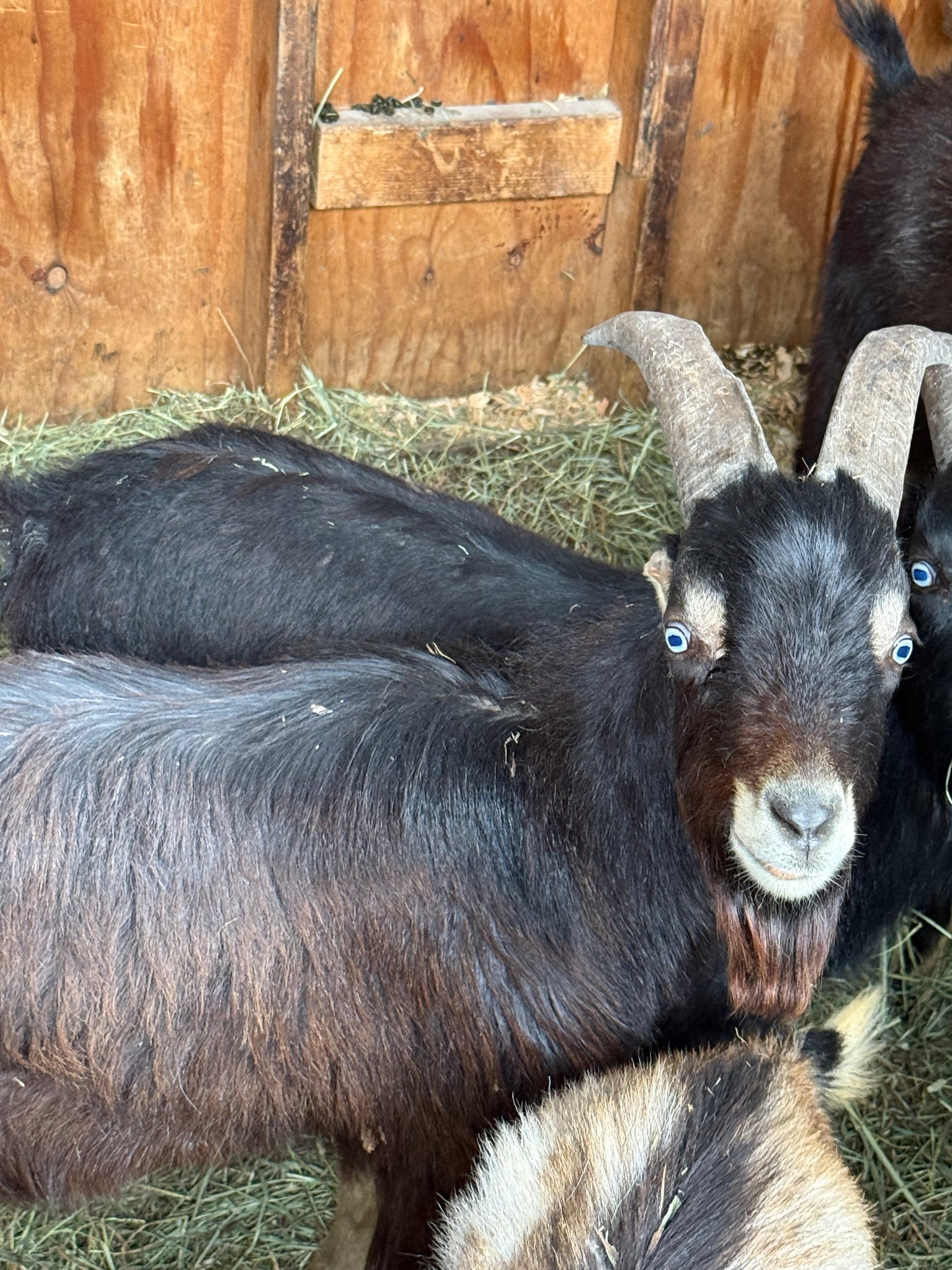 Goat-4