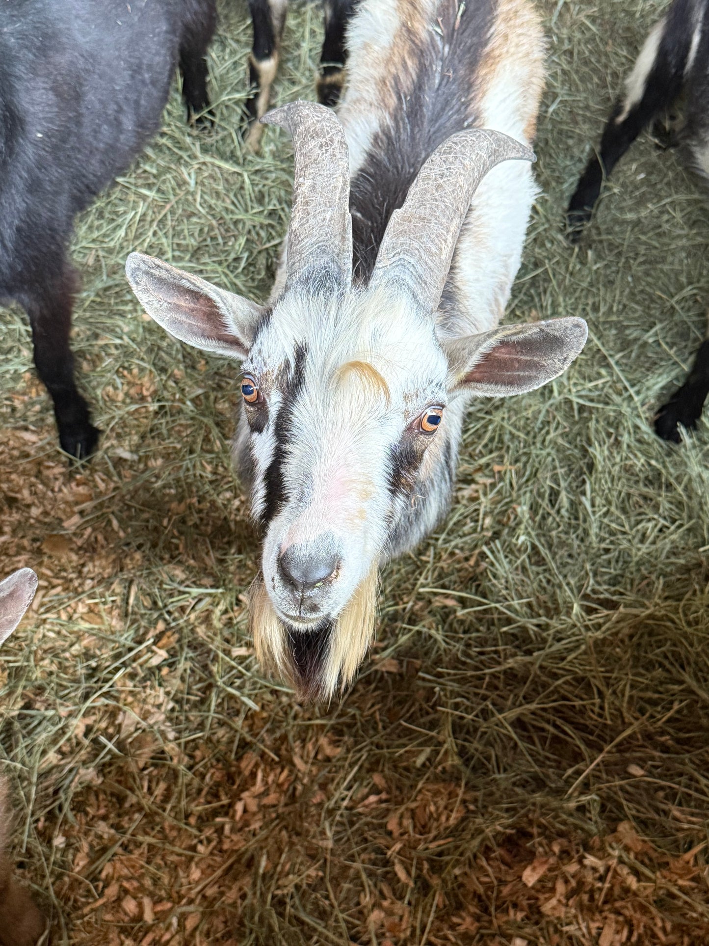 Goat-2