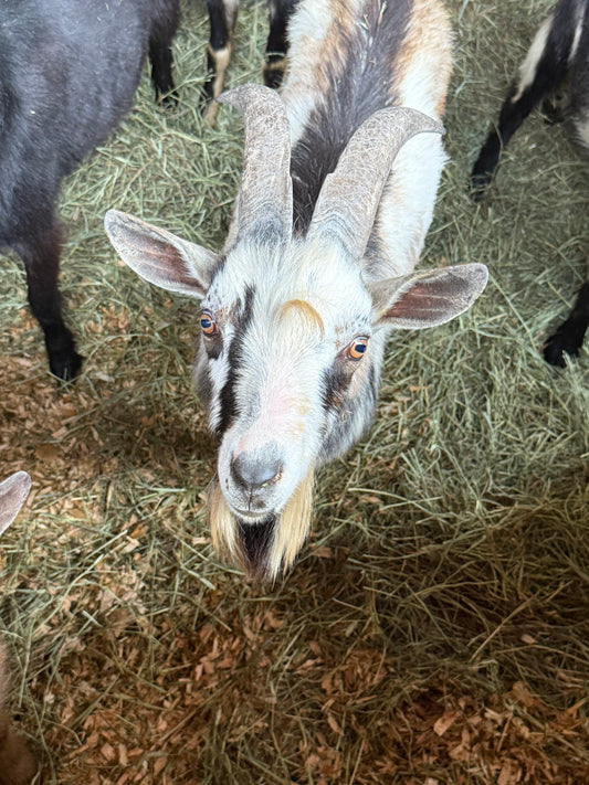 Goat-2