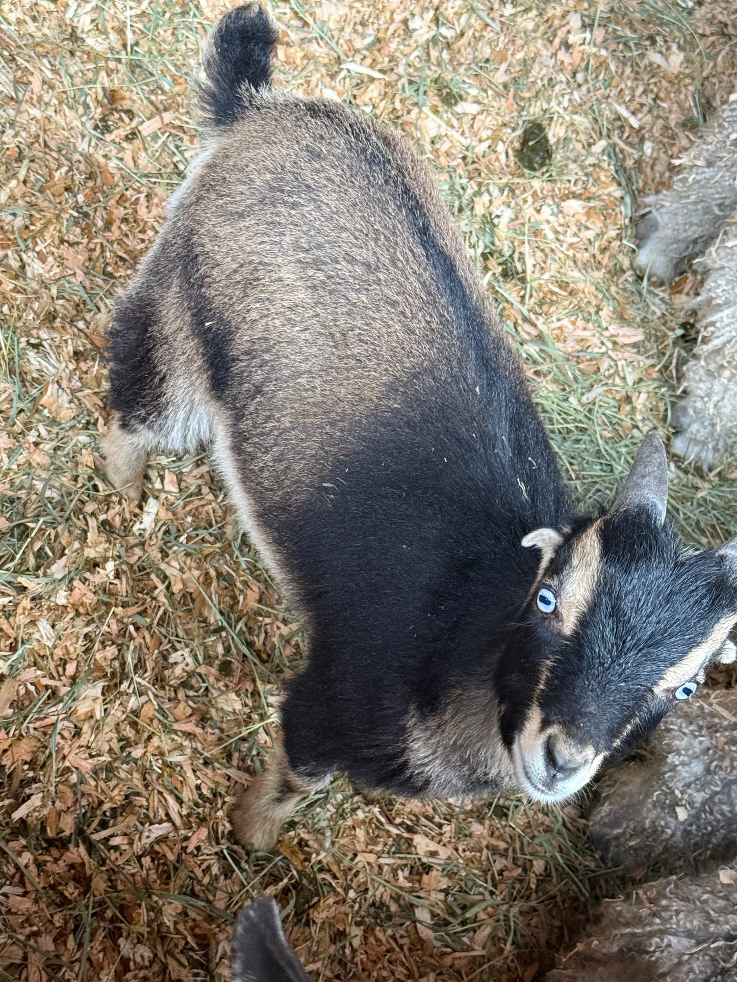 Goat-7