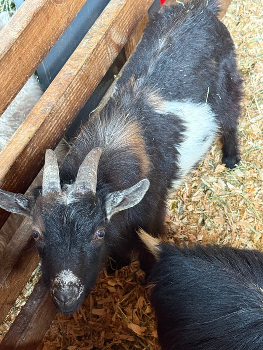 Goat-8