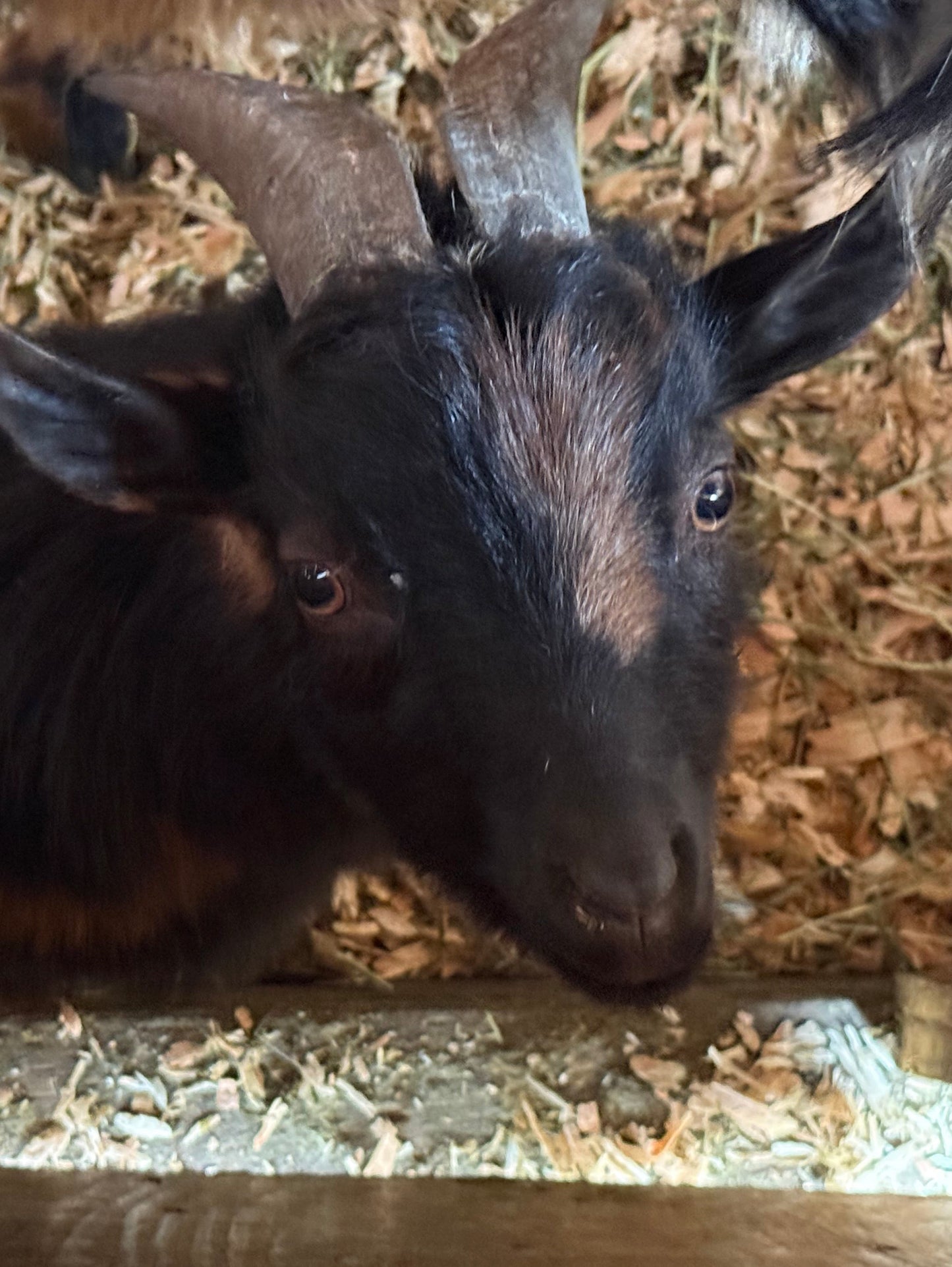 Goat-10