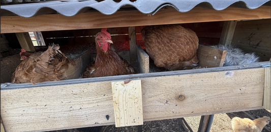 Chickens
