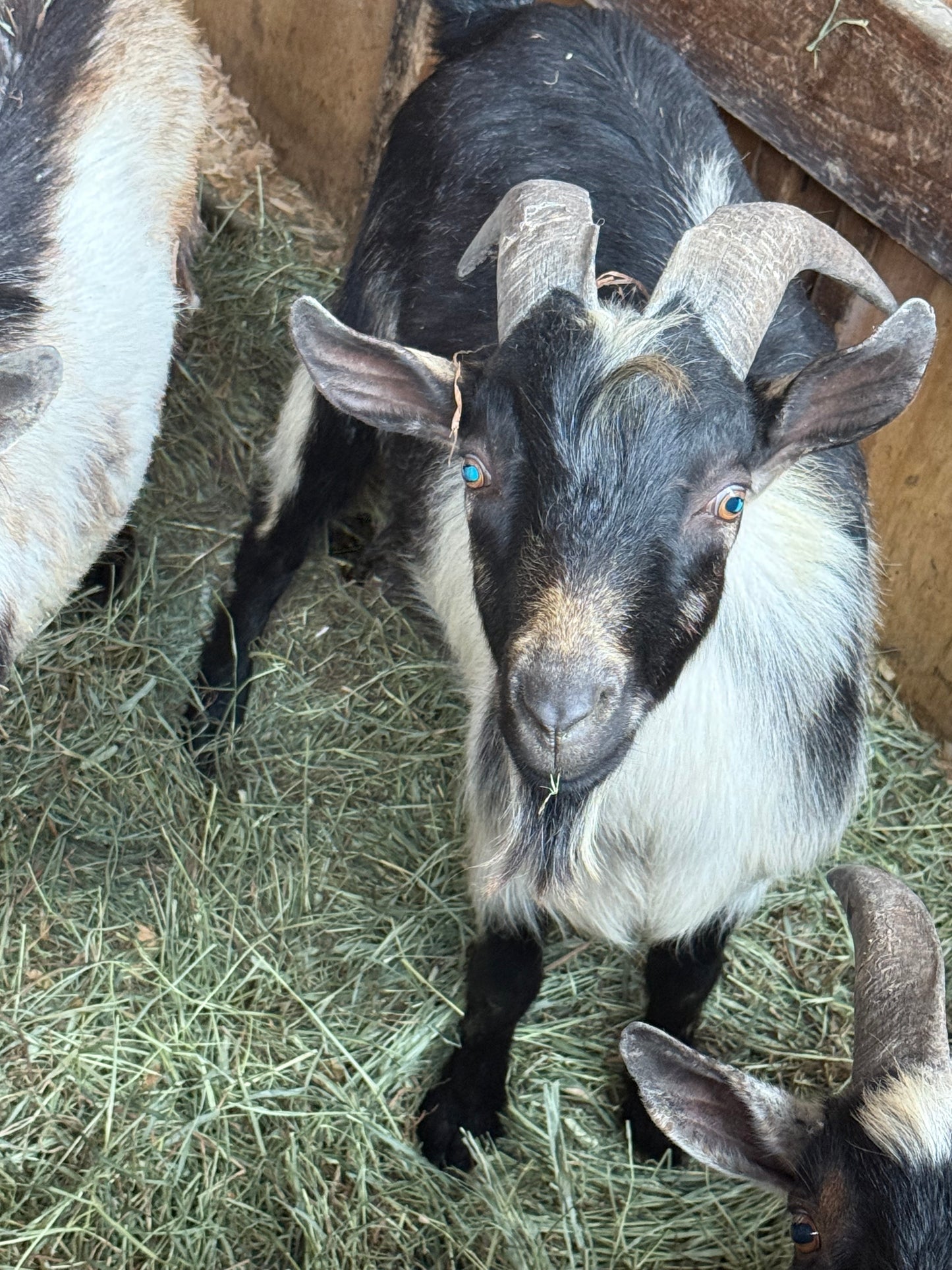 Goat-3