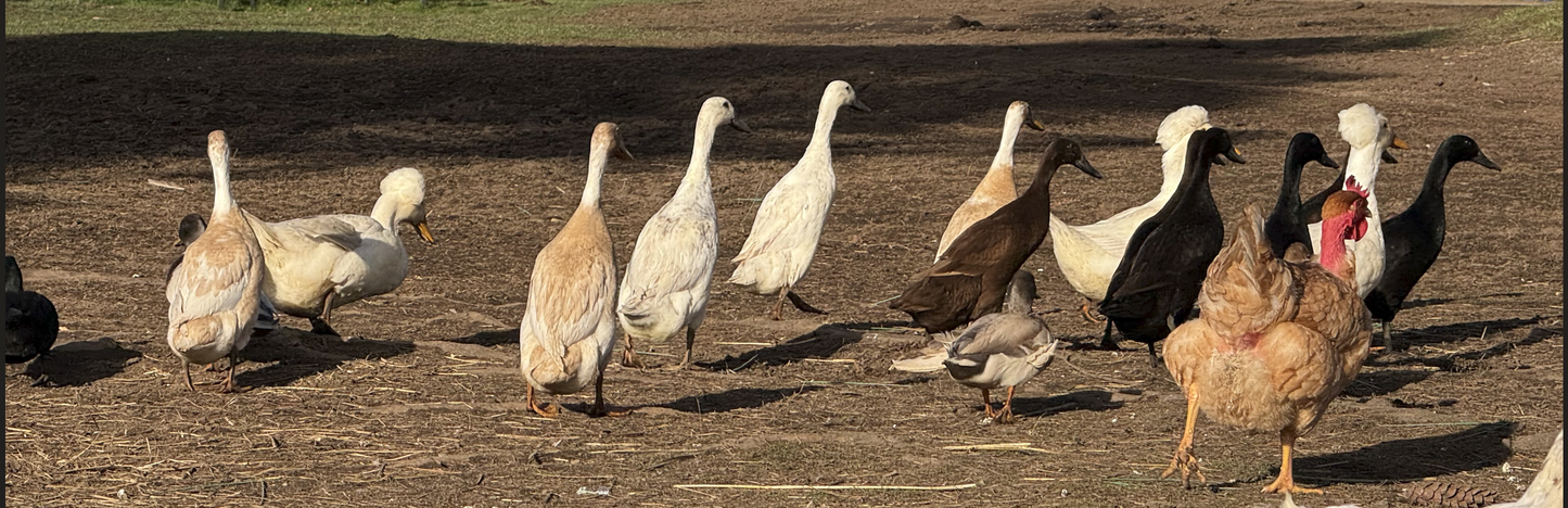 Ducks
