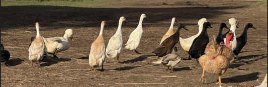 Ducks