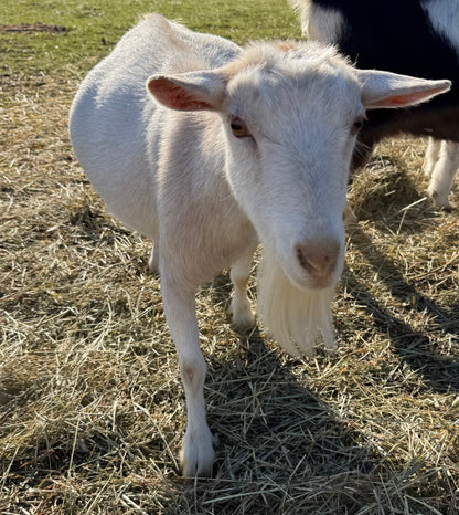Mochi