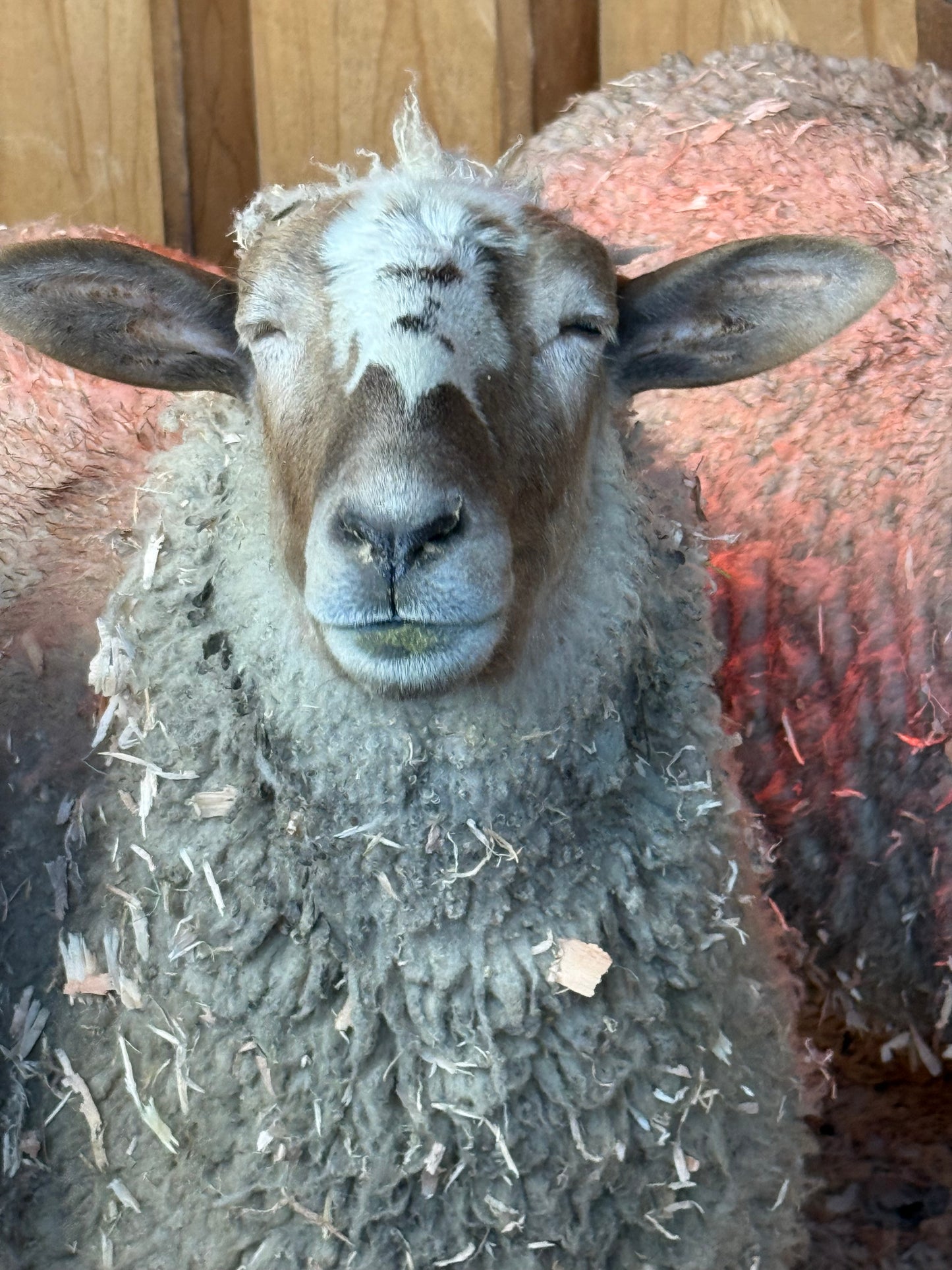 Mocha