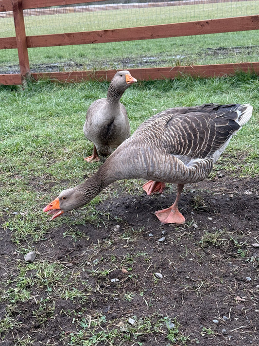 MR. & Mrs. Geese