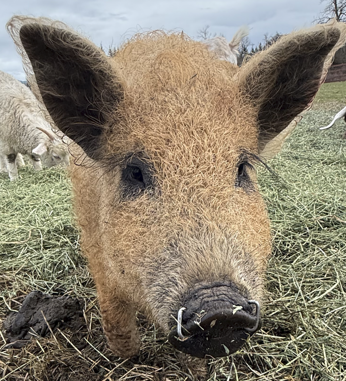 Pork Belly