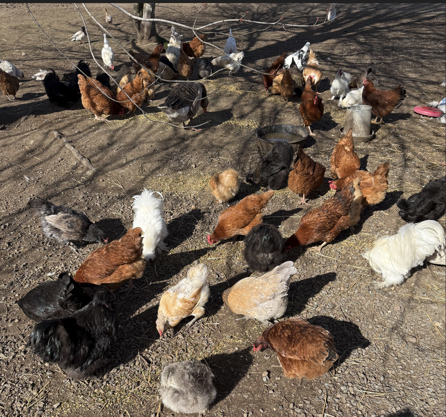 Chickens