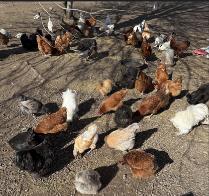Chickens